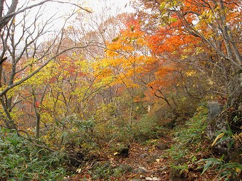 グラデーション紅葉