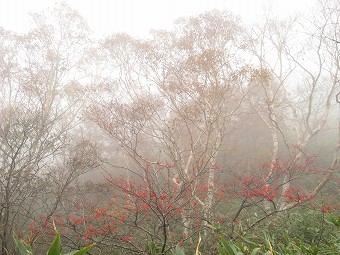 ナナカマド