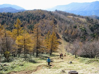 カラマツ急斜面