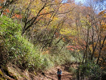 輝く紅葉