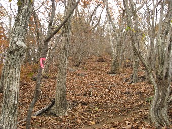 笹子雁ヶ腹摺山の南側