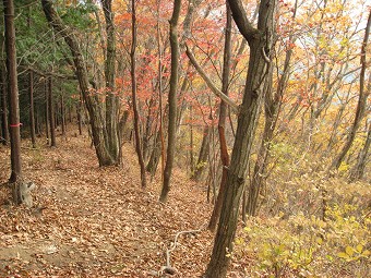 笹子雁ヶ腹摺山の紅葉