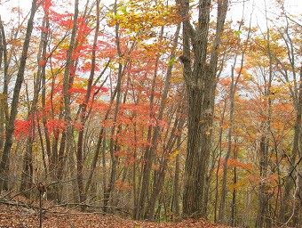 紅葉
