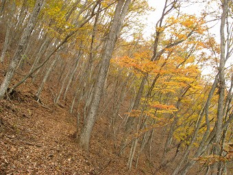 お坊山東尾根