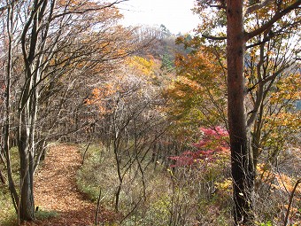 笹尾根の紅葉