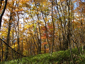 万六ノ頭紅葉