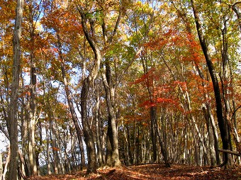 750mあたりの紅葉