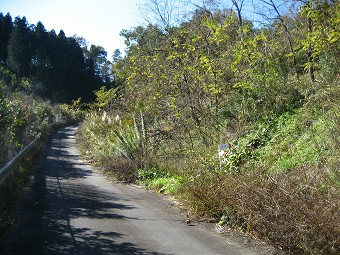 花咲山　登山口