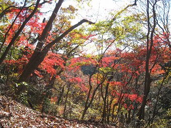 鮮やかな紅葉