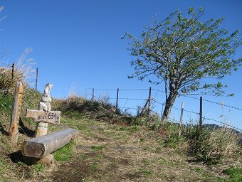 頼朝桜