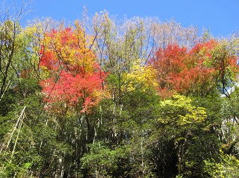 輝く紅葉