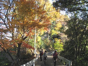 午後の紅葉