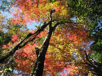 鮮やかな紅葉