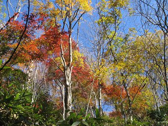 紅葉