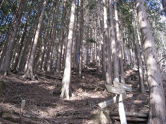 左の櫟山へ