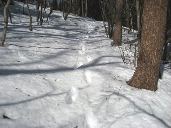 三頭山へ