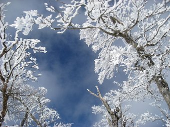 見上げる霧氷