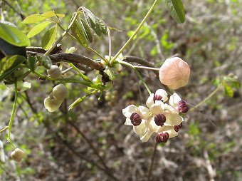 アケビの花