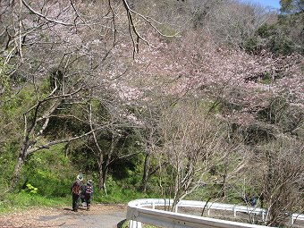 桜色