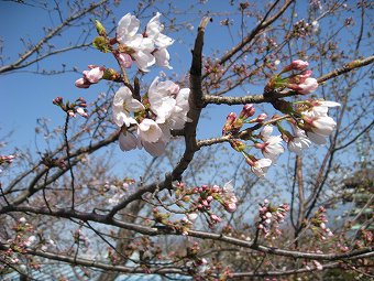 咲き始めた桜