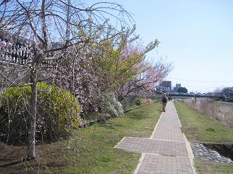 水無川沿い