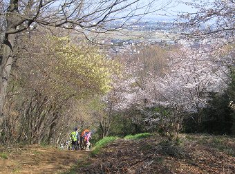 桜見つつ