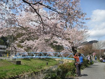 小仏川　桜