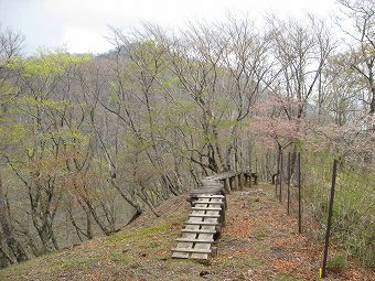 マメザクラ咲く木道