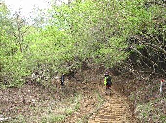 新緑の大倉尾根