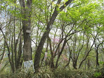大木戸山　山頂