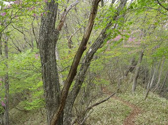 ヤマツツジの蕾