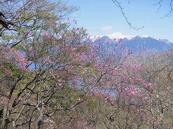 白根山とアカヤシオ