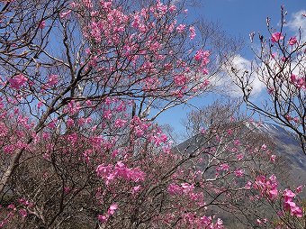 男体山とアカヤシオ