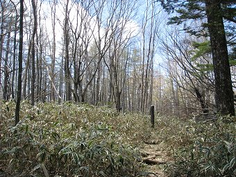 茶ノ木平・細尾峠　分岐