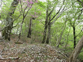 シロヤシオ落花