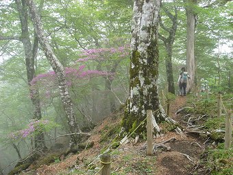 霧にけむる森