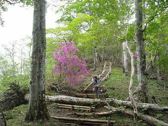 ツツジ新道分岐へ