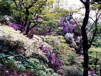 2001年の紅白競演