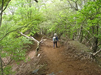 ツツジ新道