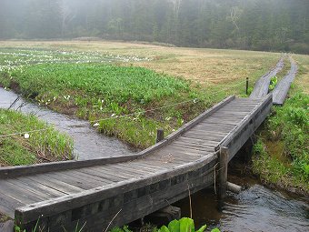 木橋