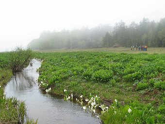 大江湿原