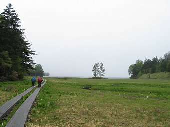 尾瀬沼の三本カラマツ