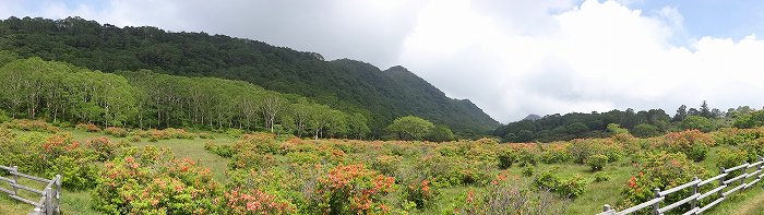 白樺牧場