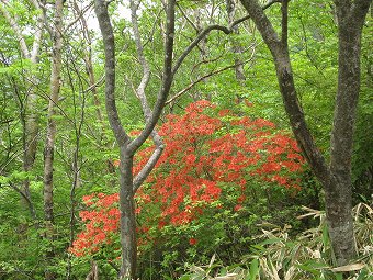 ヤマツツジ