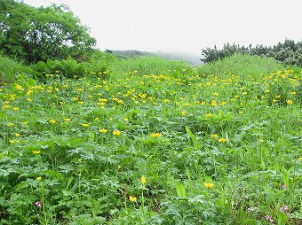 シナノキンバイ花畑