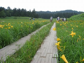 大江湿原