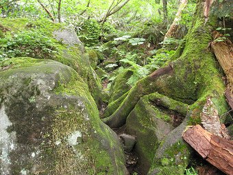 苔むす大岩