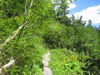 広葉樹林帯