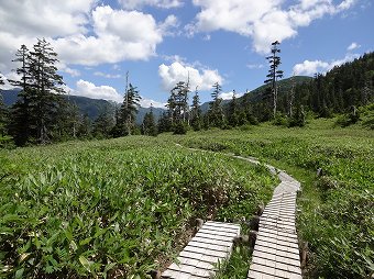 針葉樹林帯