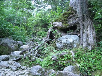 樹林帯の急登